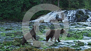 Some brown bears were walking up and down the bank of the river.