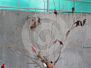 Some brown lory and Dusky lory birds sitting on a branch of a trees.