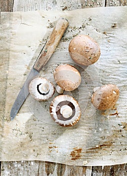 Some brown mushrooms photo