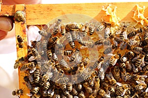 Some busy honey bees on a beeswax