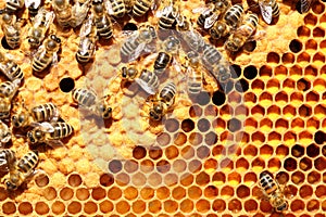 Some busy honey bees on a beeswax