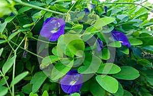 Some Butterfly pea, bluebellvine, blue pea, cordofan pea (Clitoria ternatea) or bunga telang or talang in Indonesian photo