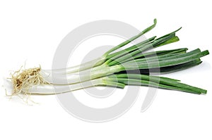 Calcots, catalan sweet onions photo