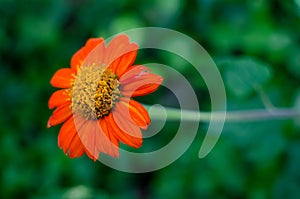 Some calendula flower
