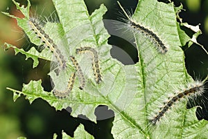 Some caterpillars on a leaf viburnum