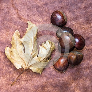 Some Chestnuts on Brown Cloth Background with Leaves and raw Sh