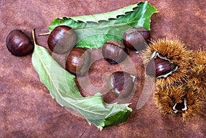 Some Chestnuts on Brown Cloth Background with Leaves and raw Sh