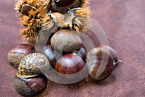 Some Chestnuts on Brown Cloth Background with Leaves and raw Sh