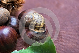 Some Chestnuts on Brown Cloth Background with Leaves and raw Sh