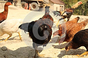 Some chicken feeding up with some corn seeds