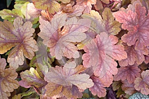Some clusters of the Alumroot or Coralbells plant leaves
