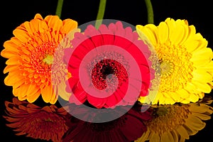 Some colorflul flowers of gerbera on black background
