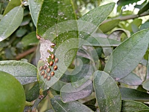 Some colorfull insects on the leaf