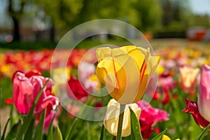 Some colourful tulips stand on a tulip field