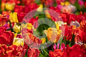 Some colourful tulips stand on a tulip field