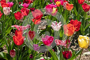 Some colourful tulips stand on a tulip field