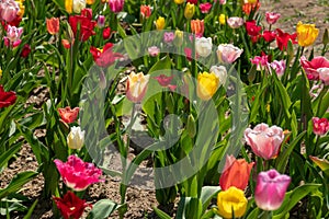Some colourful tulips stand on a tulip field
