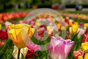 Some colourful tulips stand on a tulip field