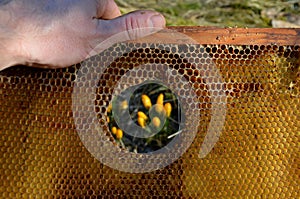 In some combs there are holes that bees make as abbreviations. Beekeeper at apiary makes fingers in like victory and looks through