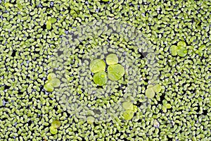 Some common duckweed