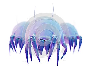 Some common dust mites