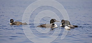 Some Common Loons Gavia immer swimming on a reflective lake in Ontario, Canada