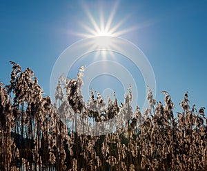 Some common reed Phragmites australis in Germany photo