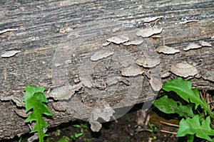 Some really cool growth on wood.