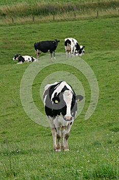 Some cows photo