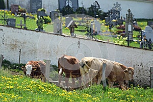 Some cows in front of a cemetery wall in Upper Austria