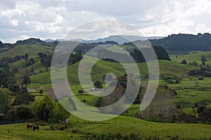 Some cows at green meadows and fields in the New Zealand countryside