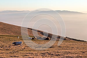 Some cows and horses pasturing on a mountain at sunset, with fog underneath and very warm colors