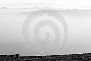 Some cows pasturing on a mountain, with fog underneath