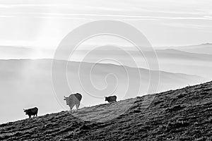 Some cows pasturing on a mountain with fog underneath