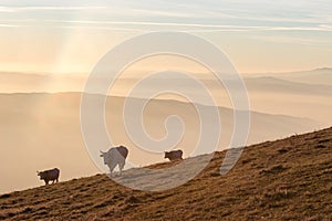 Some cows pasturing on a mountain at sunset, with fog underneath