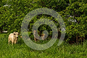 Some cows resting in the shade of a tree.