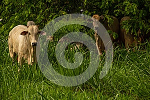 Some cows resting in the shade of a tree.