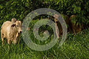 Some cows resting in the shade of a tree.