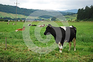 Some cows standing on grassland with mountain in background.