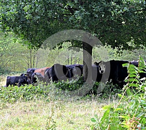 some cows under a tree in a grassy field with plants