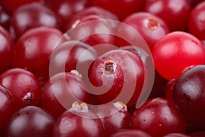 Some cranberries close-up.