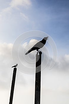 Some crow in a sea beach seating