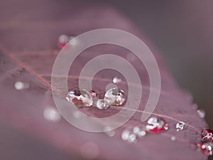 Some crystals on a leaf.