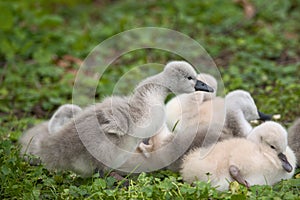 some cute baby swans are cleaning their plumage in the meadow