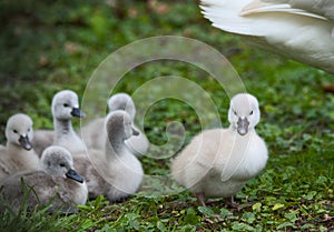 some cute baby swans are cleaning their plumage in the meadow