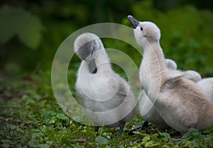 some cute baby swans are cleaning their plumage in the meadow