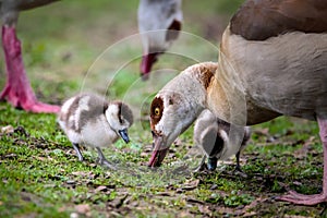some cute fledglings of egyptian geese near to their mother