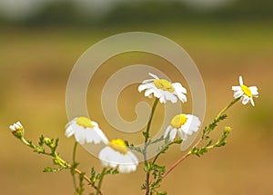 Some daisies on a greenish background photo