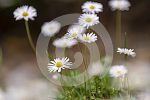 some daisies, spring mood, happyness