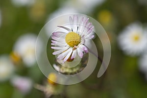 some daisies, spring mood, happyness closeup of a daisy